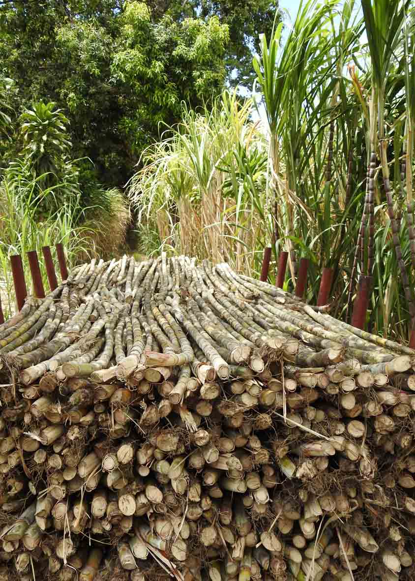 Sugar cane Organic